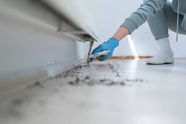Flea Control Services in Dickinson, TX